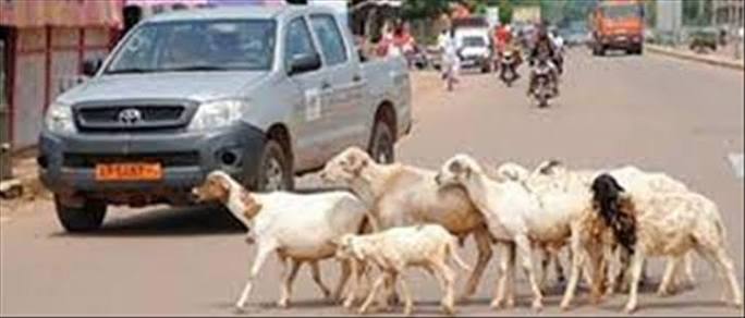 Divagation des animaux à Abomey : l'interdiction stricte du maire